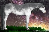 Horse Color:White Spotted Blue Roan 