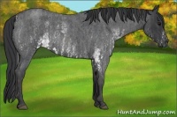 Horse Color:White Spotted Blue Roan Rabicano Brindle