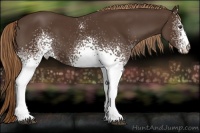 Horse Color:White Spotted Liver Chestnut 