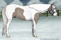 Horse Color:Silver Grullo Roan Splash Tobiano Rabicano