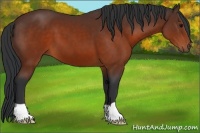 Horse Color:Brown 