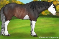 Horse Color:Brown Splash Rabicano