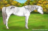 Horse Color:White Spotted Buckskin Splash Appaloosa 