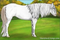 Horse Color:Smoky Grullo Splash Tobiano Appaloosa Rabicano