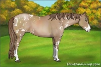 Horse Color:Black Pearl Sabino