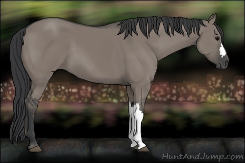 Horse Color:Grullo 