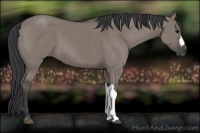 Horse Color:Grullo 