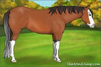 Horse Color:Bay Splash 