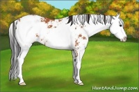 Horse Color:Bay Sabino 