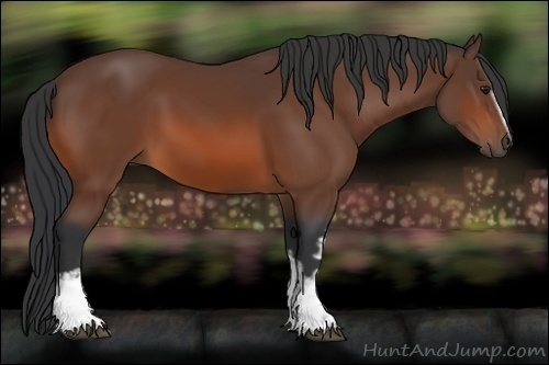 Horse Color:White Spotted Bay Sabino