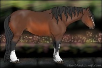 Horse Color:White Spotted Bay Sabino