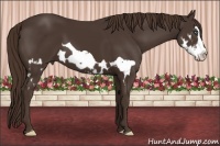 Horse Color:Liver Chestnut Splash Frame 