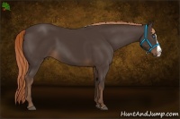 Horse Color:Liver Chestnut Splash 