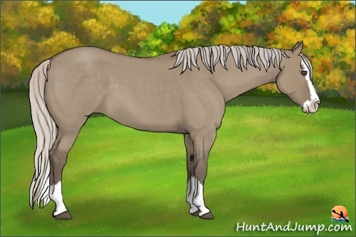 Horse Color:Silver Grullo Roan Splash