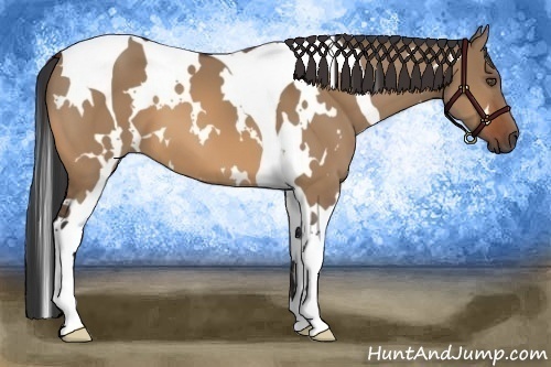 Horse Color:White Spotted Bay Dun Tobiano