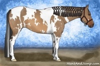 Horse Color:White Spotted Bay Dun Tobiano 
