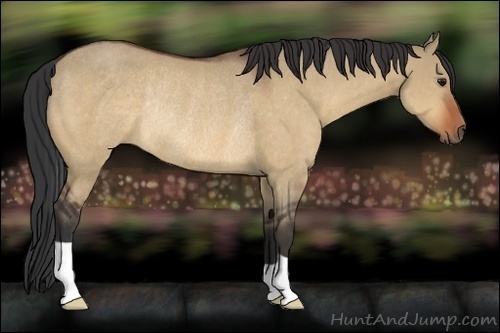 Horse Color:Bay Dun Rabicano 