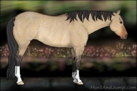 Horse Color:Bay Dun Rabicano 