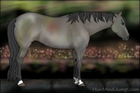 Horse Color:Grullo Rabicano 