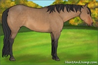 Horse Color:Bay Dun