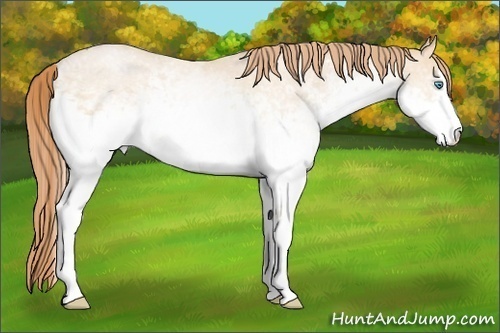 Horse Color:White Spotted Buckskin Pearl