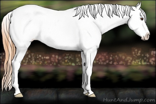 Horse Color:White Spotted Buckskin Dun Appaloosa 