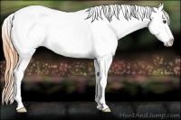 Horse Color:White Spotted Buckskin Dun Appaloosa 