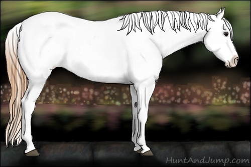 Horse Color:Buckskin Varnish 
