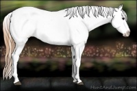 Horse Color:Buckskin Varnish