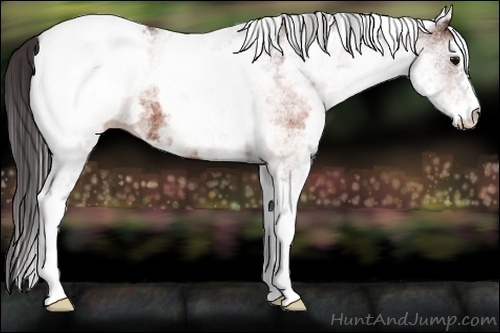 Horse Color:White Spotted Brown Snowcap 
