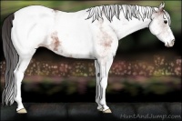 Horse Color:White Spotted Brown Appaloosa 