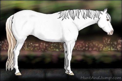 Horse Color:Buckskin Appaloosa 