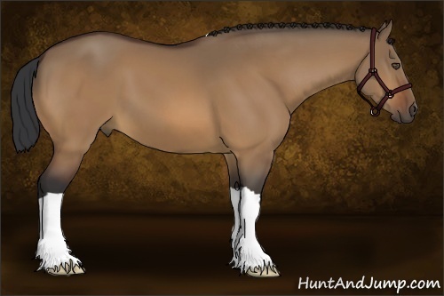 Horse Color:Bay Dun