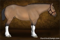 Horse Color:Bay Dun