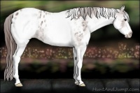 Horse Color:White Spotted Bay Roan Blanket 