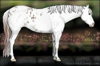Horse Color:White Spotted Bay Roan Blanket 