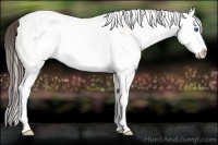 Horse Color:White Spotted Bay Splash Varnish
