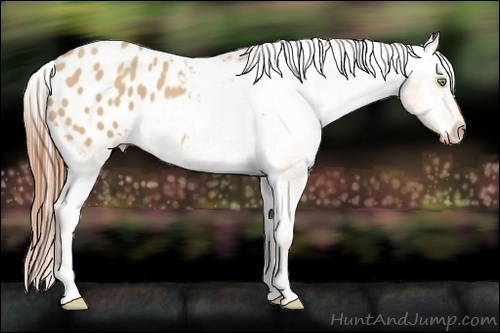 Horse Color:Amber Champagne Appaloosa 