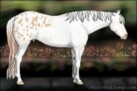 Horse Color:Amber Champagne Appaloosa 