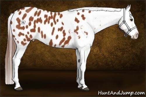 Horse Color:Bay Tobiano Appaloosa 