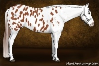 Horse Color:Bay Tobiano Blanket 