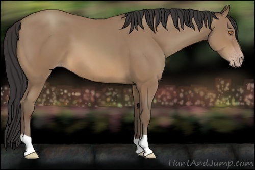 Horse Color:Sable Champagne 