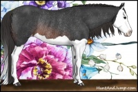 Horse Color:Brown Splash Appaloosa Rabicano 