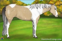 Horse Color:Buckskin Dun Splash Tobiano Frame