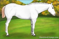 Horse Color:Brown Roan Near Fewspot