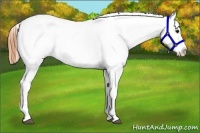 Horse Color:Buckskin Blanket 