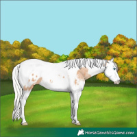 Horse Color:Silver Amber Champagne Sabino Splash Tobiano Appaloosa