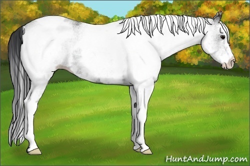 Horse Color:White Spotted Black Tobiano 