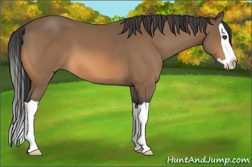 Horse Color:Unknown 