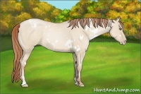 Horse Color:White Spotted Smoky Grullo Pearl Sabino 